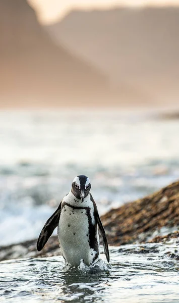 Pinguim Africano Costa Entardecer Pinguim Africano Spheniscus Demersus Também Conhecido — Fotografia de Stock