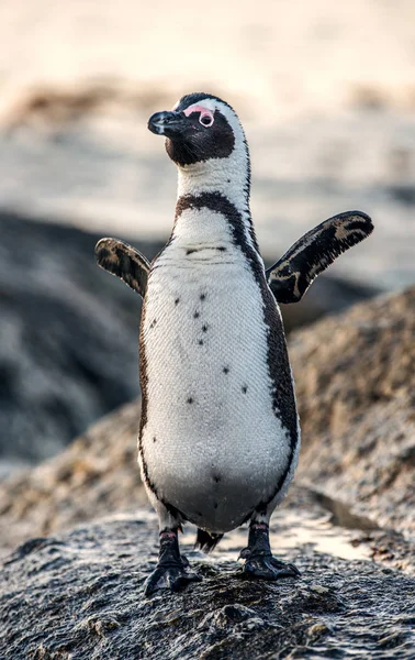 夕日夕暮れ海岸のアフリカのペンギン アフリカ ペンギン 繁殖ケープ 黒足ペンギン ジャッカス ペンギンとも呼ばれます 岩の植民地 ケープタウン 南アフリカ — ストック写真