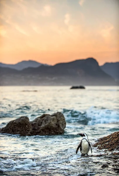 Afrikaanse Pinguïn Kust Bij Zonsondergang Avondschemering Afrikaanse Pinguïn Spheniscus Demersus — Stockfoto