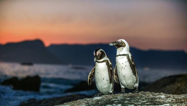 Африканские Пингвины Скалистом Побережье Закате Сумерек Африканский Пингвин Spheniscus Demersus — стоковое фото