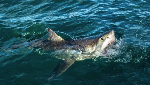 Velký Bílý Žralok Otevřenými Ústy Oceánu Velký Bílý Žralok Útoku — Stock fotografie