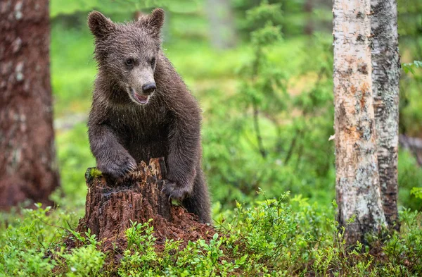 Filhote Urso Marrom Floresta Verão Nome Científico Ursus Arctos Fundo — Fotografia de Stock