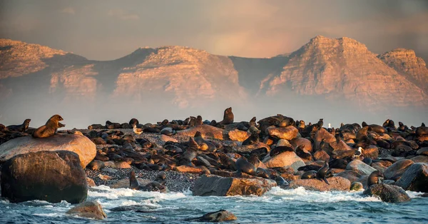 Nascer Sol Seal Island Selos Peles África Sul Cabo Arctocephalus — Fotografia de Stock
