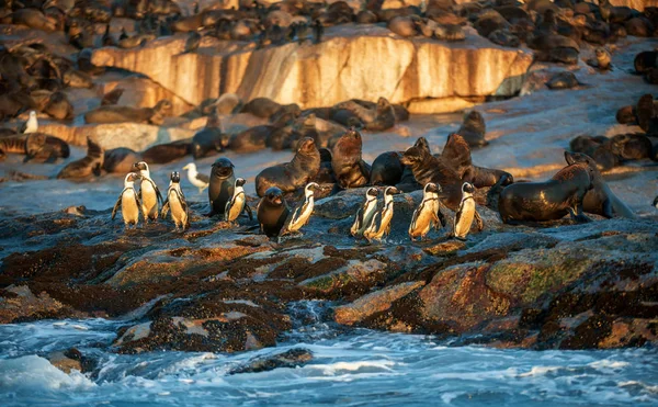 Afrikanska Pingviner Seal Island Sälar Koloni Bakgrunden Afrikanska Penguin Spheniscus — Stockfoto