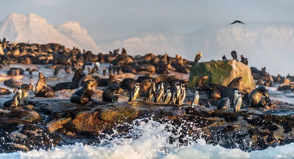 Pingüinos Africanos Seal Island Sellos Colonia Fondo Pingüino Africano Spheniscus —  Fotos de Stock