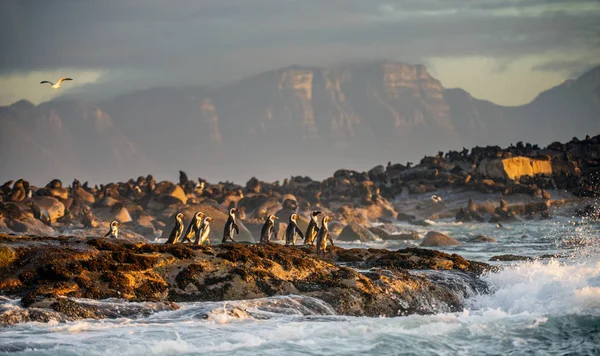 シール島のアフリカのペンギン 背景にシール コロニー アフリカのペンギン 繁殖ケープ黒足ペンギン ジャッカス ペンギンとも呼ばれます フォールス湾 南アフリカ — ストック写真