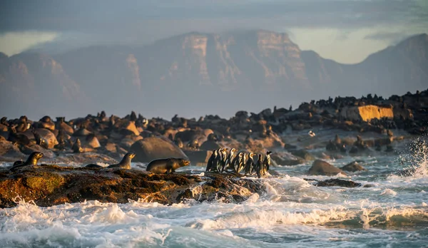 Afrykańskich Pingwiny Wyspie Uszczelnienia Uszczelnienia Kolonii Tle Pingwin Przylądkowy Spheniscus — Zdjęcie stockowe
