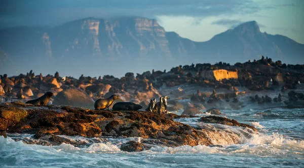 African Penguins on Seal Island. Seals colony on the background. African penguin, Spheniscus demersus, also known as the jackass penguin and black-footed penguin. False Bay. South Africa.