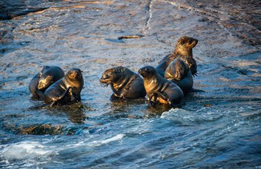 Seal Adası'nda Güney Afrika Cape kürk fokları koloni gündoğumu sırasında. Bilimsel adı: Arctocephalus pusillus. Yanlış Bay, Western Cape, Güney Afrika, Afrika.