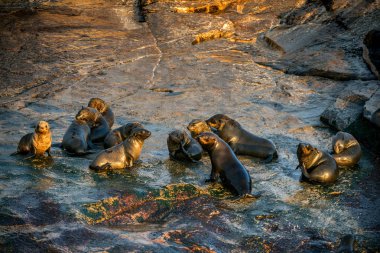 Seal Adası'nda Güney Afrika Cape kürk fokları koloni gündoğumu sırasında. Bilimsel adı: Arctocephalus pusillus. Yanlış Bay, Western Cape, Güney Afrika, Afrika.