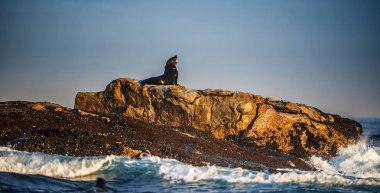 Cape kürk mühür kayaların üzerinde yatıyordu. Bilimsel adı: Arctocephalus pusillus. Dalgalar kazasında sıçraması ile taş kıyı boyunca. Güney Afrika. Yanlış Bay Seal Adası.