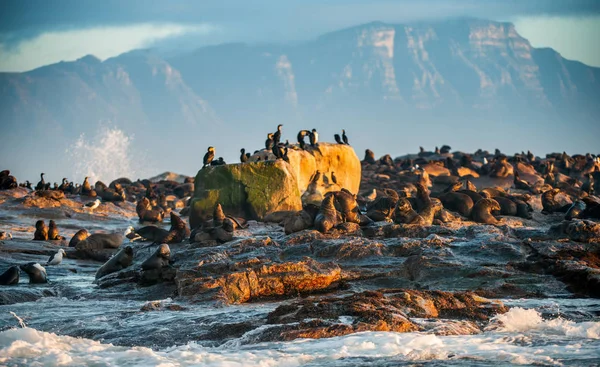 Wschód Słońca Seal Island Południowoafrykański Przylądek Futro Foki Arctocephalus Uchatki — Zdjęcie stockowe