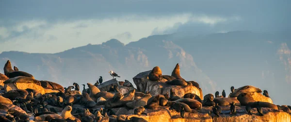 シールの島の日の出 南アフリカ ケープタウン のオットセイ Arctocephalus 後期発生後期発生 岬のコロニー オットセイします フォールス湾 西ケープ州 — ストック写真