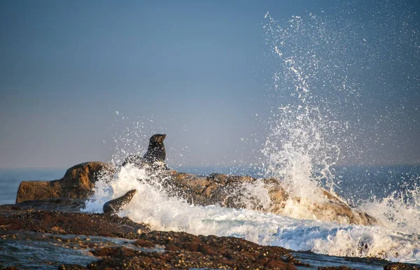 海角海豹躺在岩石上 科学名称 海浪在石头海岸上飞溅 虚假湾的海豹岛 — 图库照片