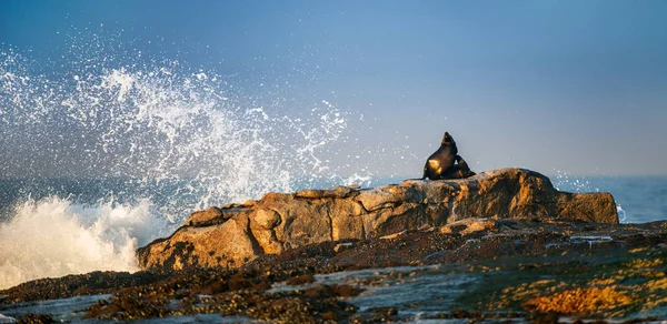 Selo Pêlo Cabo Estava Sobre Rochas Nome Científico Arctocephalus Pusillus — Fotografia de Stock