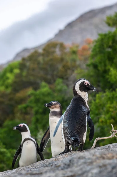 African Penguins Boulder African Penguin Scientific Name Spheniscus Demersus Also — Stock Photo, Image