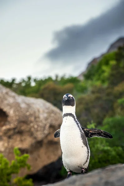 Pingwin Przylądkowy Głaz Nazwa Naukowa Spheniscus Płetwonurków Demersus Znany Również — Zdjęcie stockowe