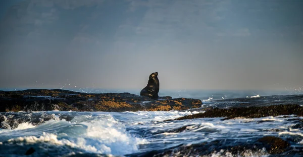 Foki Peleryna Leżała Skały Nazwa Naukowa Arctocephalus Uchatki Katastrofie Fale — Zdjęcie stockowe
