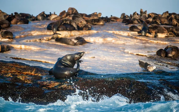 South African Cape Fur Seals Colony Sunrise Seal Island Nom — Photo