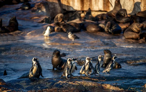 Pinguini Africani Seal Island Colonia Foche Sullo Sfondo Pinguino Africano — Foto Stock