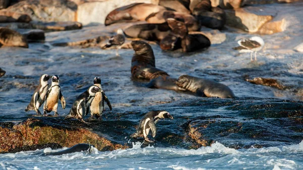Afrikanska Pingviner Seal Island Sälar Koloni Bakgrunden Afrikanska Penguin Spheniscus — Stockfoto