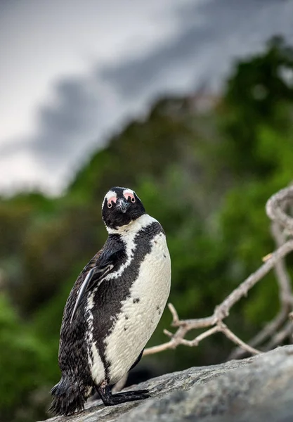 Pingüino Africano Roca Nombre Científico Spheniscus Demersus También Conocido Como — Foto de Stock