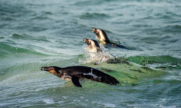 Swimming African Penguins African Penguin Scientific Name Spheniscus Demersus Also — Stock Photo, Image