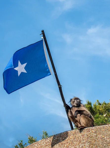 Baboon Somali Flag Blue Sky Background Chacma Baboon Papio Ursinus — Stock Photo, Image