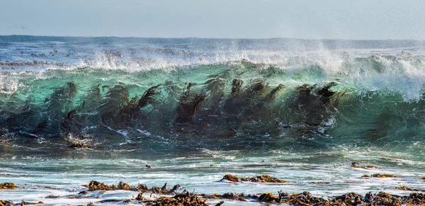 Sörf Dalgası Ile Deniz Yosunu Ümit Burnu Güney Afrika — Stok fotoğraf