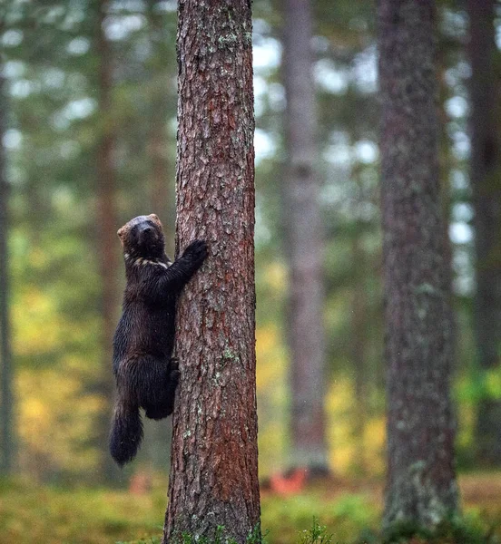 Wolverine Sobe Uma Árvore Natureza Selvagem Habitat Natural — Fotografia de Stock