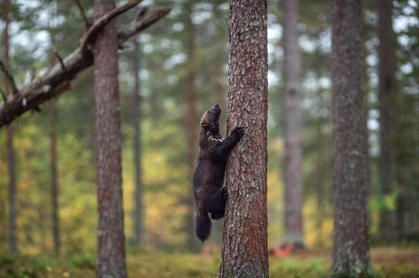 Wolverine Ağaca Tırmanıyor Vahşi Doğa Doğal Yaşam Alanı — Stok fotoğraf