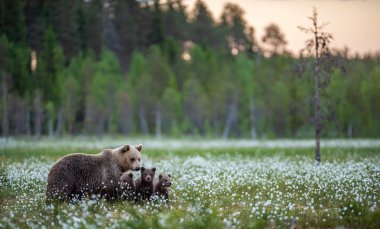 O ayı ve beyaz çiçekler arasında bataklık üzerinde yaz ormandaki yavru ayı. Doğal yaşam alanı. Bilimsel adı: Ursus arctos. Yaz sezonu.