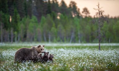 She-bear and bear cubs in the summer forest on the bog among white flowers. Natural Habitat. Scientific name: Ursus arctos. Summer season. clipart