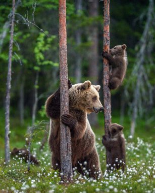 O ayı yavrularını yavrularını ağaca tırman. Doğal yaşam alanı. Yaz aylarında Orman. Sceintific adı: Ursus arctos.