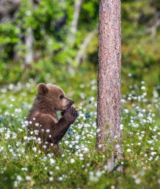 Boz ayı yavrusu beyaz çiçekler arasında yaz ormandaki dua. Bilimsel adı: Ursus arctos. Doğal yeşil arka plan. Doğal yaşam alanı.