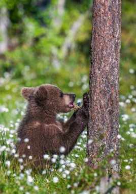 Boz ayı yavrusu beyaz çiçekler arasında yaz ormandaki dua. Bilimsel adı: Ursus arctos. Doğal yeşil arka plan. Doğal yaşam alanı.