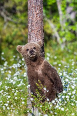 Beyaz çiçekler arasında yaz ormandaki boz ayı yavrusu. Bilimsel adı: Ursus arctos. Doğal yeşil arka plan. Doğal yaşam alanı.