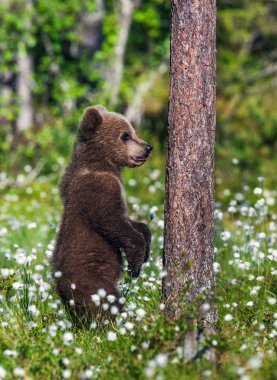 Boz ayı yavrusu arka ayakları üzerinde duruyor. Doğal yaşam alanı. Yaz orman. Sceintific adı: Ursus arctos.