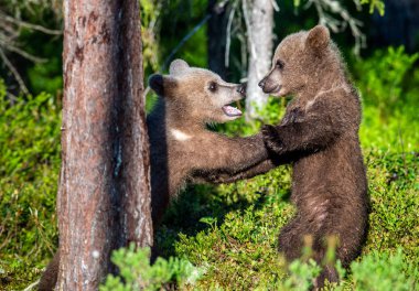 Boz ayı yavrularını şakacı yaz ormanda, bilimsel adı mücadele: Ursus Arctos Arctos. Doğal yaşam alanı.