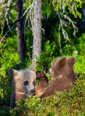 Boz ayı yavrularını şakacı yaz ormanda, bilimsel adı mücadele: Ursus Arctos Arctos. Doğal yaşam alanı.