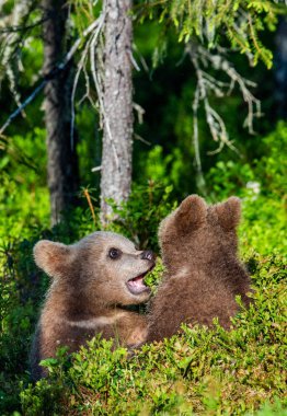 Boz ayı yavrularını şakacı yaz ormanda, bilimsel adı mücadele: Ursus Arctos Arctos. Doğal yaşam alanı.