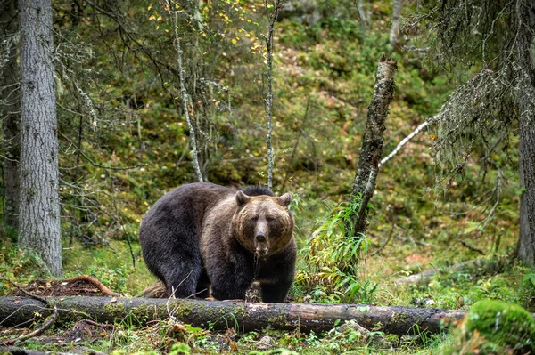 Brown Bear Autumn Forest Adult Big Brown Bear Male Scientific — Stock Photo, Image