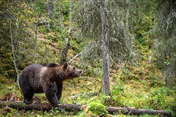 Бурый Медведь Осеннем Лесу Взрослый Большой Коричневый Медведь Научное Название — стоковое фото