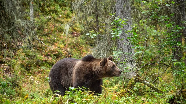 Medvěd Hnědý Podzimním Lese Pro Dospělé Velký Medvěd Hnědý Pejsek — Stock fotografie