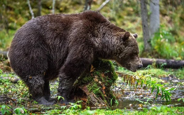 Коричневий Ведмідь Осінньому Лісі Дорослий Великий Коричневий Ведмідь Наукова Назва — стокове фото