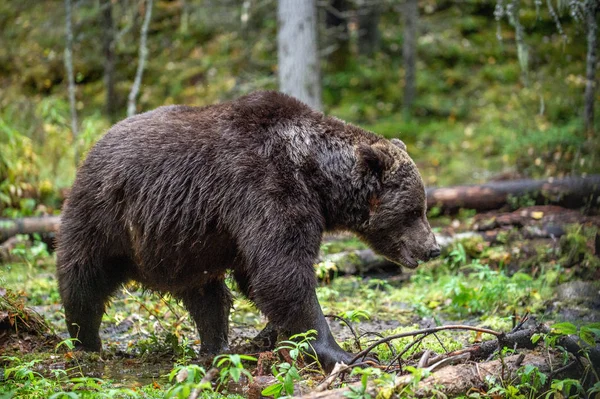 秋天森林里的一只棕熊 成年大棕熊男 科学名称 Ursus Arctos — 图库照片