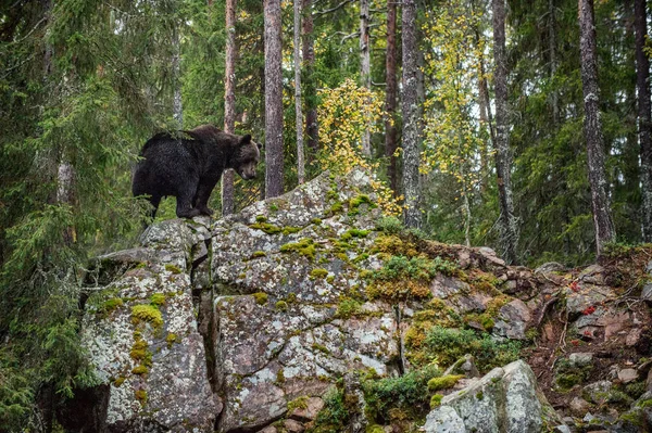 Orso Bruno Nella Foresta Autunnale Grande Orso Bruno Maschio Adulto — Foto Stock