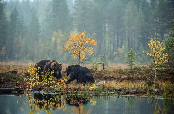 Dva Medvědi Boje Podzimním Lese Ursus Arctos Přírodní Stanoviště — Stock fotografie
