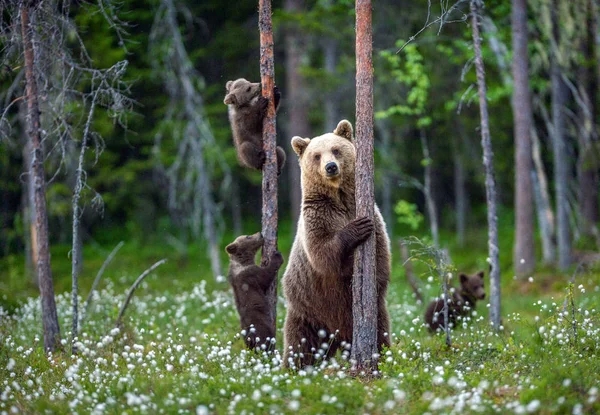 Αρκούδα Και Cubs Cubs Ανέβει Ένα Δέντρο Φυσικών Οικοτόπων Καλοκαίρι — Φωτογραφία Αρχείου