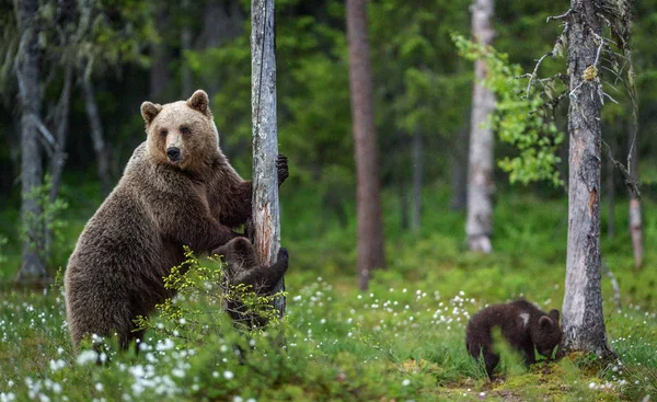 Медведица Детеныши Залезают Дерево Естественная Среда Обитания Летнем Лесу Скандальное — стоковое фото